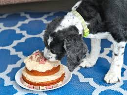 Image result for spoiled PUPPIES PICTURES