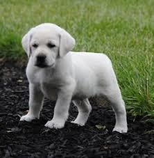 We are located in northeastern ohio: Maple Creek Labrador Retrievers About Our Kennel