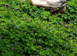 Image result for Oxalis latifolia