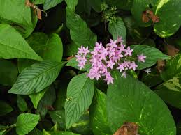 Image result for Pentas lanceolata