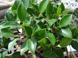 Image result for Fuirena microcarpa