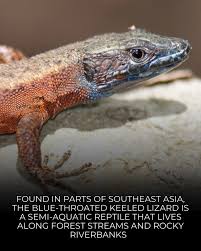 Image result for Isoglossa pawekiae