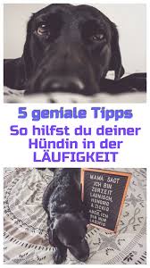 Das sollten sie über die geschlechtsreife beim hund wissen: Deine Hundin Leidet In Der Laufigkeit Laufigkeit Hundin Hunde