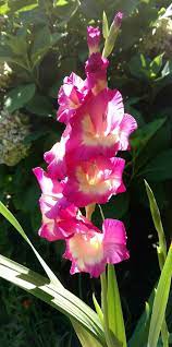 Gladiolus Plant Care And Collection Of Varieties Garden Org Flower Garden Plans Hibiscus Plant Plants