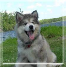 We ship worldwide so be sure to check out our shipping information under the pricing tab at the top if you live outside of the anchorage, alaska. Dog Alaskan Malamute For Sale