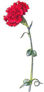 Pin On Digital Flowers Plants