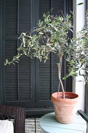 Pin By C A On Home Growing Olive Trees Indoor Olive Tree Potted Olive Tree