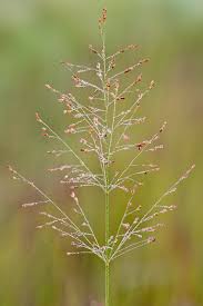 Image result for Panicum infestum