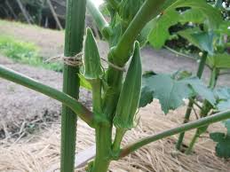 オクラの育て方 冷やし菜園はじめました