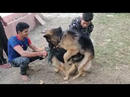 Jarman Shepherd Dog Mating Youtube Dogs Shepherd Dog Cute Animals