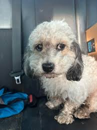 Jackson the pupcritic giving his honest review 🍔 Plain hamburger with no  salt for any who's wondering how to order *super special occasions only!!  This was from his birthday roadtrip 🥰