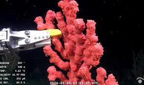 Image result for Conostomium zoutpansbergense