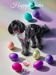 Doodles 'N More Grooming added...