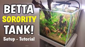 Betta Fish Sorority Tank Setup Multiple Betta Fish Aquarium 2020 In 2020 Betta Betta Fish Sorority Tank
