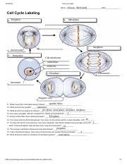 Chromosomes are stained with dapi (blue) and actin filaments are labeled with fluorescent phalloidin (yellow). Copy Of Cell Cycle Label Pdf Cell Cycle Label Davian Mcdonald Name Date Cell Cycle Labeling Propahse Metaphase Anaphase Chromosome Interpahse Cell Course Hero