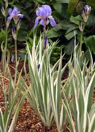This bearded iris reaches four feet high and spreads indefinitely. Iris Pallida Wisconsin Horticulture