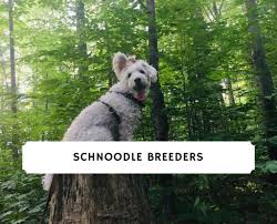 One or two short walks a day will make them happy. Best Schnoodle Breeders In The United States 2021 We Love Doodles