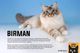 Domestic cats are often called 'house cats' when kept as indoor pets. Fifty Cat Breeds Origins And Physical Features I Can Has Cheezburger