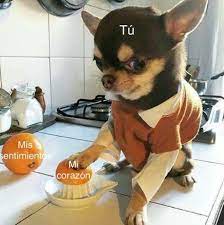 Pin De Nathaly En Jaja Memes Mascotas Memes Memes De Animales Divertidos Memes Divertidos