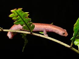 Image result for Lannea virgata