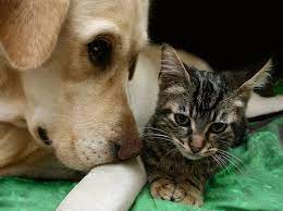 Maybe you would like to learn more about one of these? Pets Able To Get Vaccines At Walgreens All Pet News