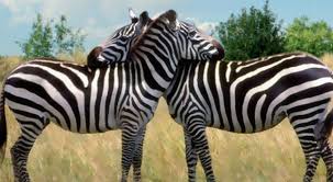 Mountain zebras are found on rocky, arid mountain slopes. Where Do Zebras Live Zebras Habitat
