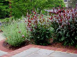 Google Image Result For Http Www Maguirelandscapes Com Images Penstemon Jpg