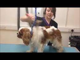 Cavalier King Charles Spaniel Pet Groom Part 2 Youtube Cavalier King Charles Dog King Charles Dog King Charles Cavalier Spaniel Puppy