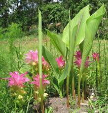 Hidden Ginger Lily Flowers And Leaves Photo By Ginny Stibolt Lily Plants Ginger Plant Plants
