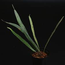 Image result for Belvisia