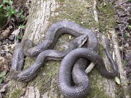 Non Venomous Snakes Of Georgia Pictures And Descriptions In 2020 Black Rat Snake Venom Snake