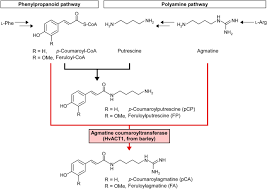 Figure 4 shows the areas of primary and secondary growth in a plant. Rational Metabolic Flow Switching For The Production Of Exogenous Secondary Metabolites In Bamboo Suspension Cells Scientific Reports