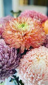 Chrysanthemum Wholesale Flowers Chrysanthemum Flower Most Popular Flowers