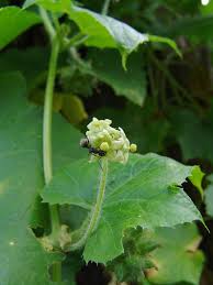 Image result for Eureiandra sp. A