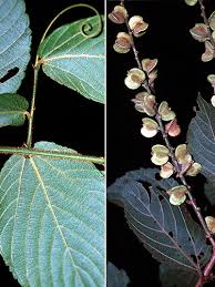 Image result for Gouania