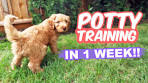 HOW TO: Potty Train Your Puppy FAST!! 10 week old puppy ...