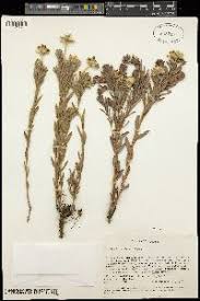 Image result for Gnidia kraussiana