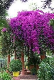 Majorelle Gardens In Marrakesh Morocco By Alain Beautiful Gardens Gorgeous Gardens Plants