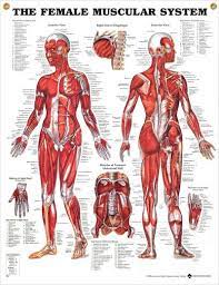 Jul 27, 2021 · ventral trunk muscles (overview) the trunk (torso) is the central part of the body to which the head and the limbs are attached. The Female Muscular System Chart 20x26 Muscular System Muscular System Anatomy Muscle Diagram