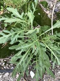 Image result for Diplotaxis tenuifolia