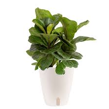 Image result for F kus Ficus