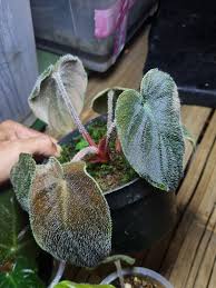 Image result for Sarcophrynium