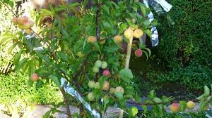 Maybe you would like to learn more about one of these? Plant A Fruit Salad Four Different Fruits Growing On The Same Tree Dengarden