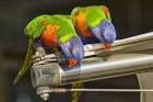 pictures of 2 parrots kissing images of lovers kissing