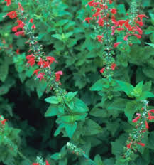 Image result for Salvia coccinea
