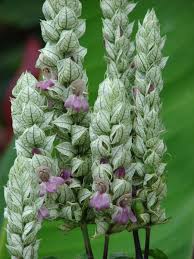 Image result for Justicia striata