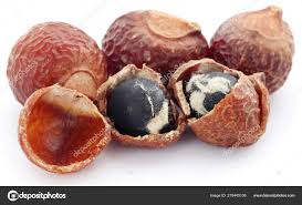 Image result for Sapindus