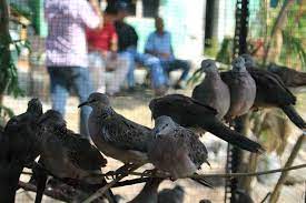 Pertumbuhan piyikan burung dara / merpati dari baru menetas sampai bisa terbang. Burung Dara Murah Boyolali Kemampuan Jelajah Merpati Pos Paling Tegang Terjang Angin Laut Asalamualaikum Monggo Burung Dara Bujangan Jantan Ring Rikari 100 Net Cewean Juga Ada Posisi Dilenteng Agung