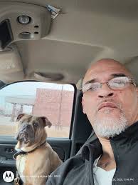 Bulldogs in foster care need forever home