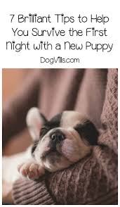 How To Survive The First Night With A New Puppy Dogvills Puppy Training Dog Training Dog Training Obedience